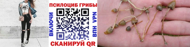 мориарти телеграм  Кизляр  Галлюциногенные грибы ЛСД  как найти наркотики  гидра зеркало 